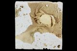 Fossil Crab (Potamon) Preserved in Travertine - Amazing Detail! #98904-2